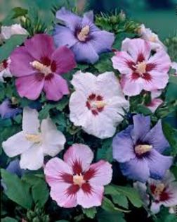 hibiscus syriacus - HIBISCUS DE GRADINA-achizitii