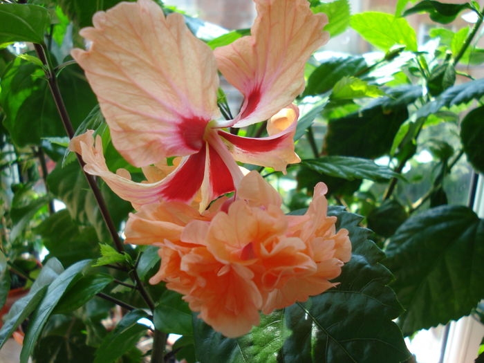 DSC02341 - Hibiscus El Capitolio Orange