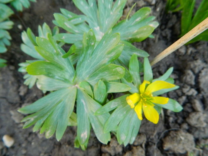 anemone de iarna