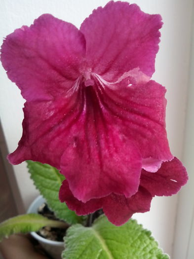 IMG_20160110_130144 - Streptocarpus 2016