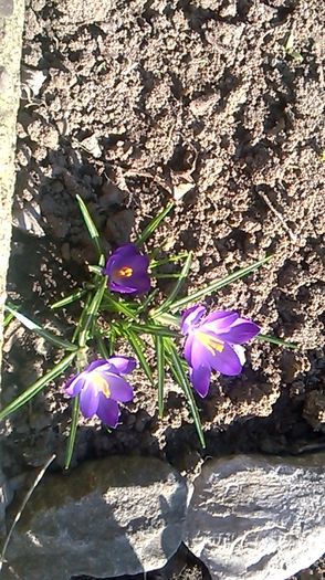 WP_20160302_005 - stanjenei si crocusi