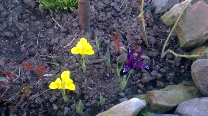 WP_20160302_008 - stanjenei si crocusi