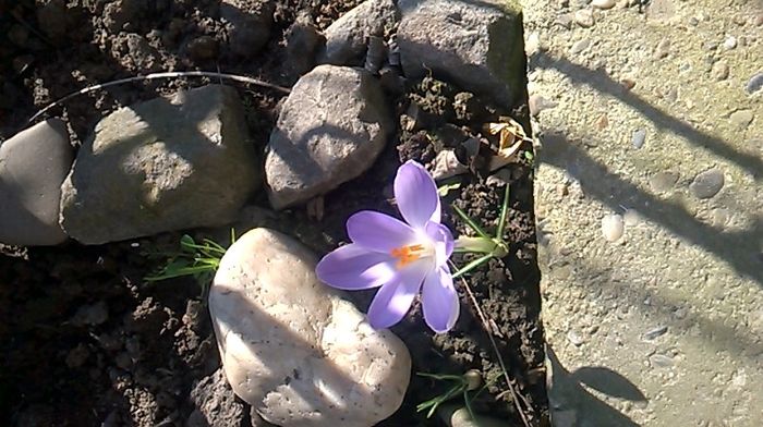 WP_20160302_010 - stanjenei si crocusi