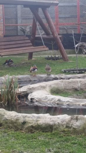 20160302_164312 - rate mandarin