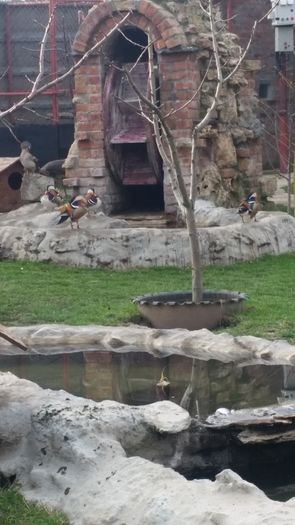 20160302_164306 - rate mandarin