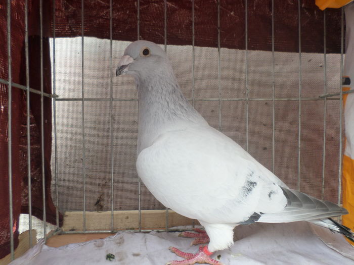 masc 2012voiaj.rom.de frumusete; voiajor rominesc de frumusete azur
