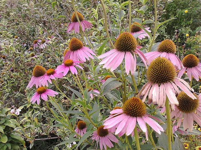 Picture0 011 093; Echinacea purpurea
