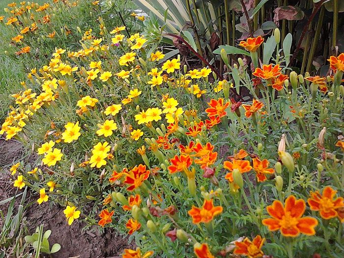 Picture0 011 098; Tagetes tenuifolia
