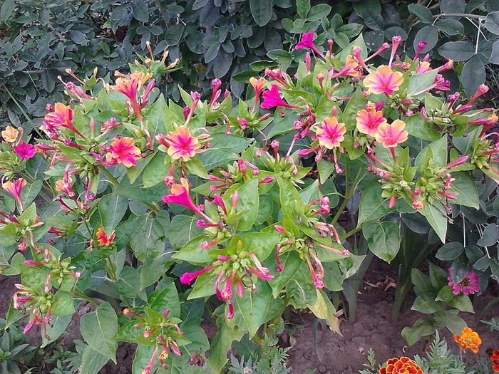 Picture0 011 100; Mirabilis jalapa
