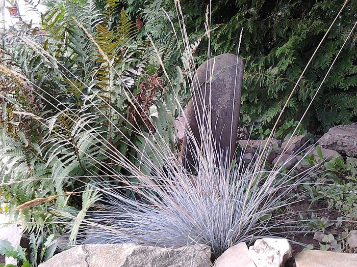 Picture0 011 110; Festuca glauca
