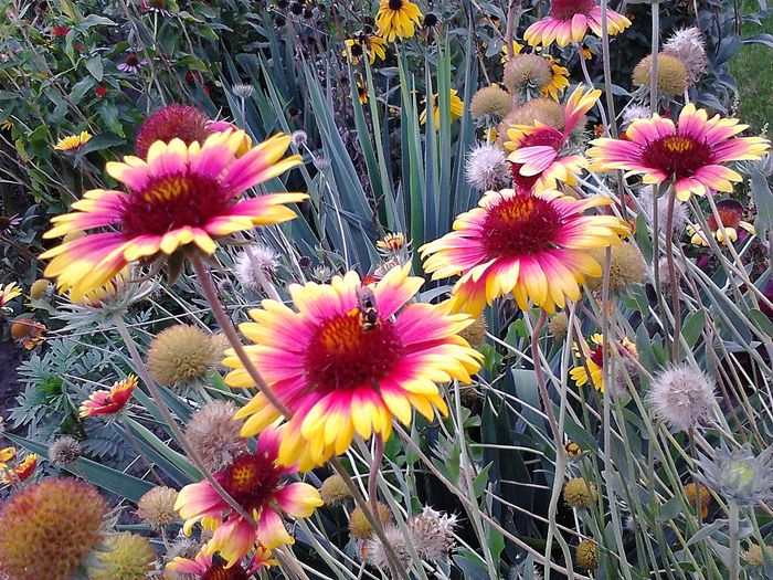 Picture0 011 112; Gaillardia
