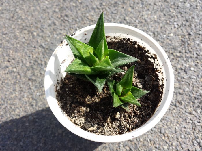 Trimis la - maranta.sunphoto.ro; Haworthia tortuosa
