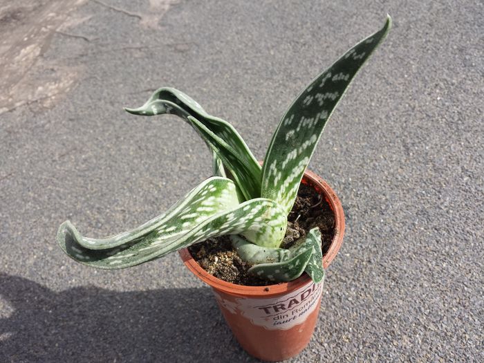 Trimis la - dianaC.sunphoto.ro; Tiger aloe (Aloe variegata)
