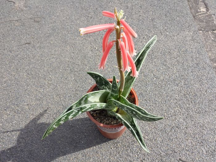 Trimis la - felicita.sunphoto.ro; DETALIU - Tiger aloe (Aloe variegata)
