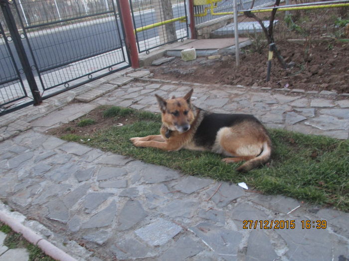 IMG_0131 - Teuta impreuna cu Pisi si Cora