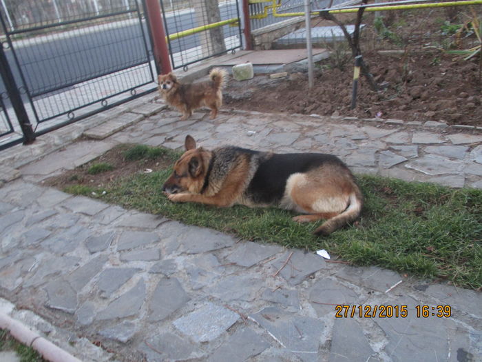 IMG_0136 - Teuta impreuna cu Pisi si Cora