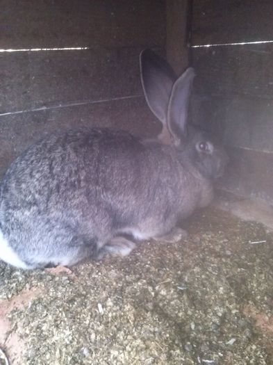 femela 01; Femela 9 luni
