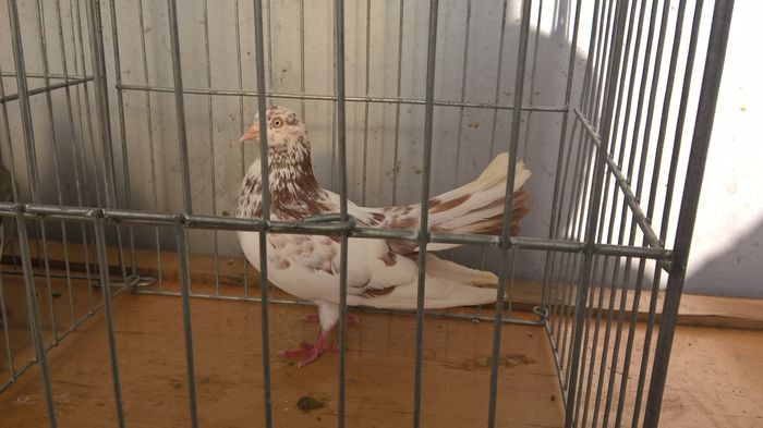 WP_20160302_16_10_15_Pro