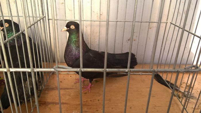 WP_20160302_16_25_28_Pro