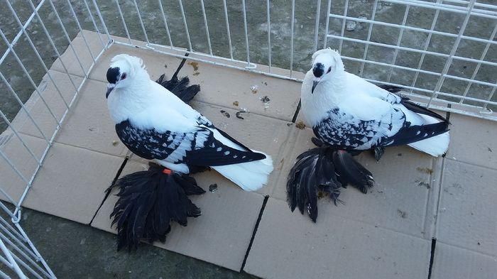 2016-PERECHEA-2-porto.