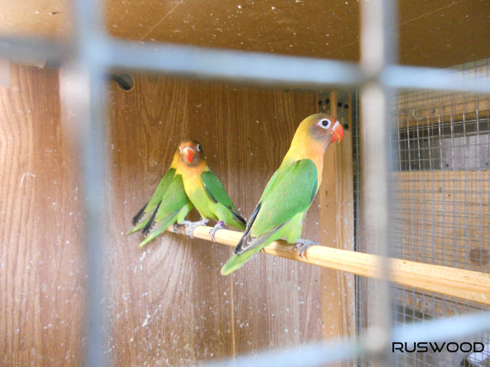 AGA FISHER IANUARIE 2016