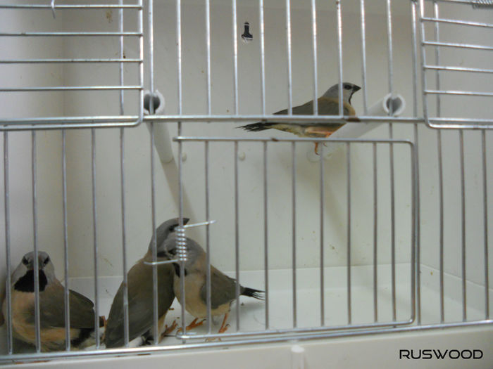 PUI SPIT AMANDINE 2016