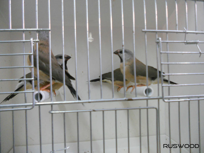 PUI , SPIT AMANDINA 2016