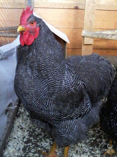 IMG_20160228_085825 - PLYMOUTH ROCK-BARAT 2015-2016