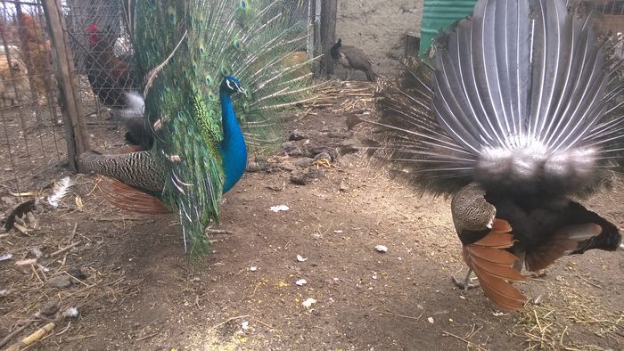 WP_20160303_002 - Paunii mei