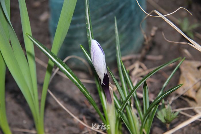 Crocus - Crocus - Branduse