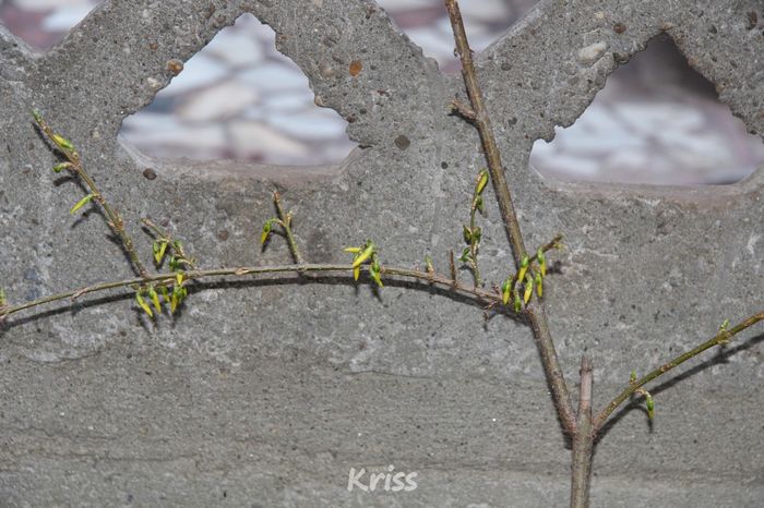 Forthisya - Plantele mele de gradina