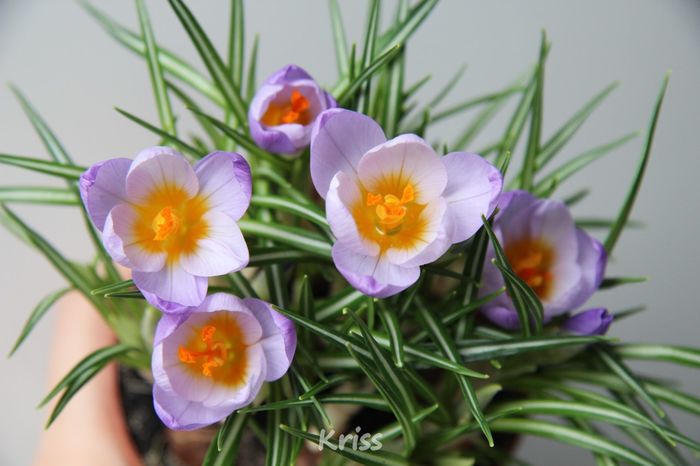 Crocus Tricolor - Crocus - Branduse