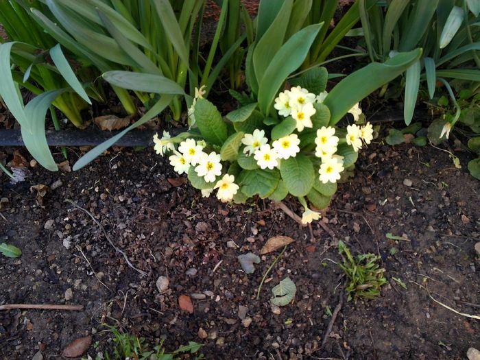 IMG_20160301_151237; Primula de padure
