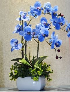 Phalaenopsis Orchids 1,5ron/buc - AAA DE VANZARE SEMINTE FLORI RARE o noua transa