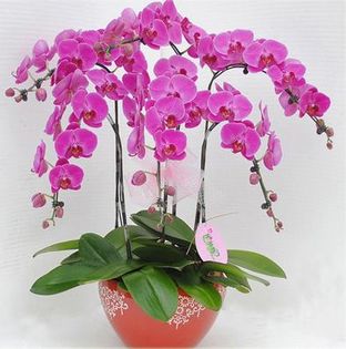 Phalaenopsis Orchids 1,5ron/buc - AAA DE VANZARE SEMINTE FLORI RARE o noua transa