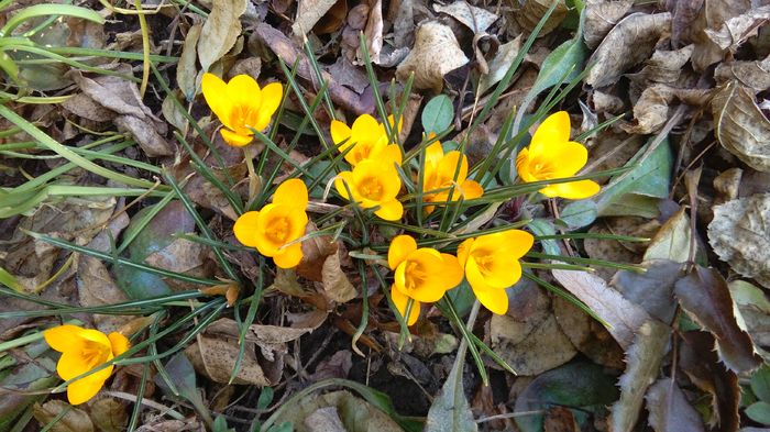 crocus crysanthus dorothy; branduse
