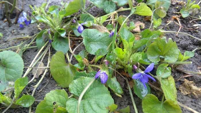 23 feb,toporasi - 2016 plantele mele