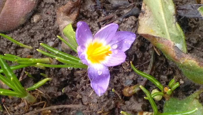 1 martie,crocus sieberi tricolor