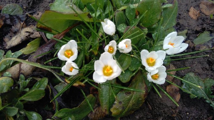 crocus chrysanthus ard schenk