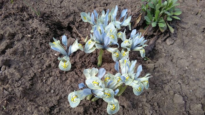 iris  reticulata katharine hodgkin - 2016 plantele mele
