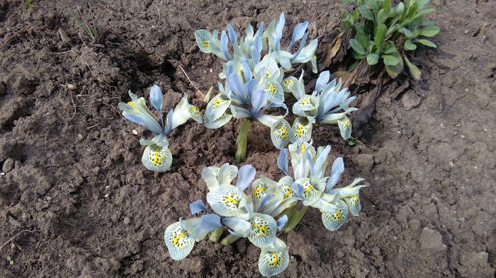 iris  reticulata katharine hodgkin