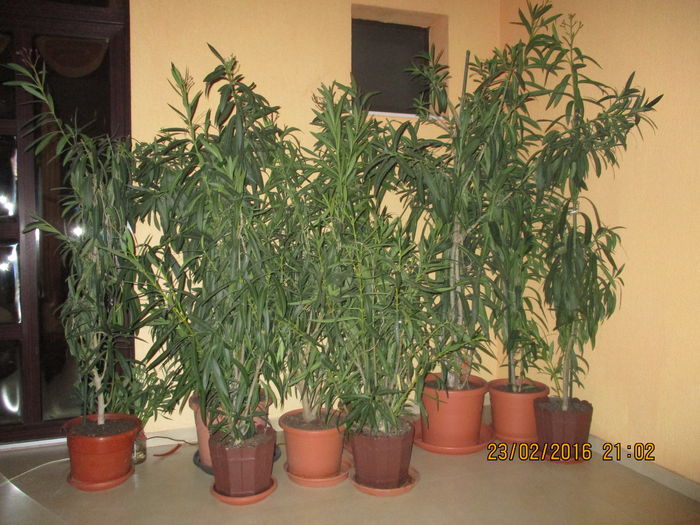 Prima noapte afara .