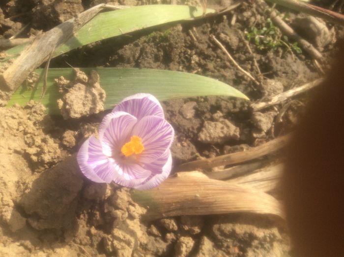 image - plante de gradina
