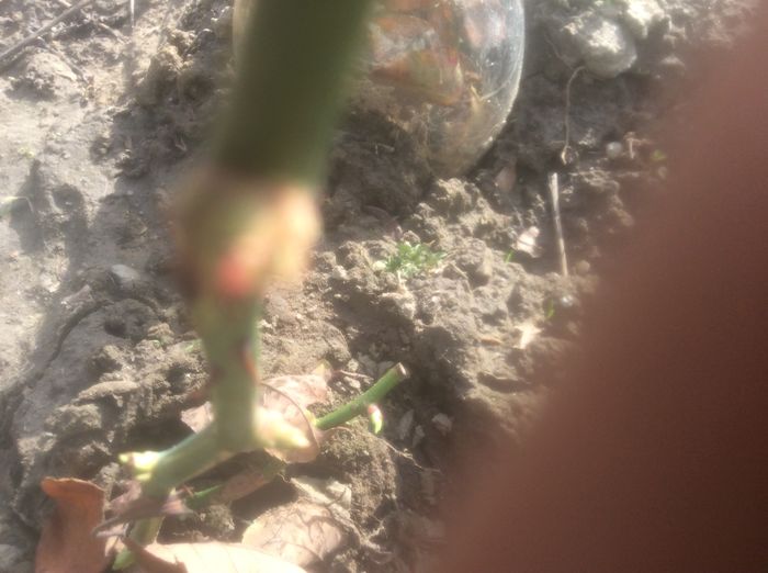 image - plante de gradina