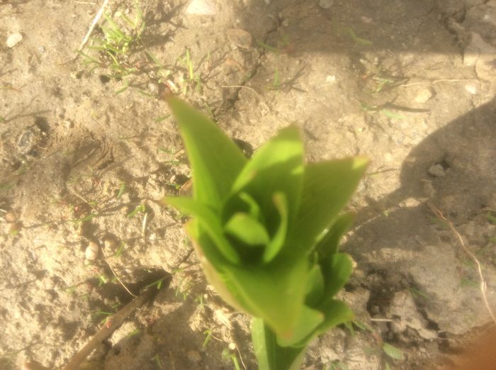 image - plante de gradina