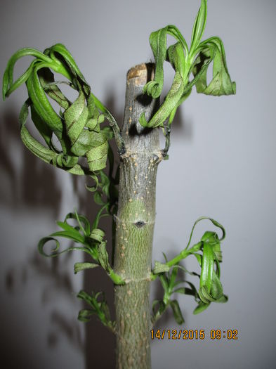 A fost alb  iflorit anul trecut .