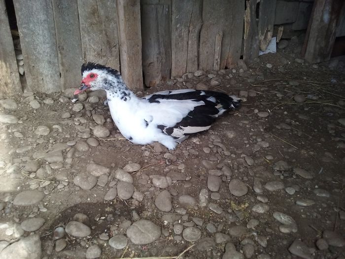 Rata nr 6 - Rate lesesti