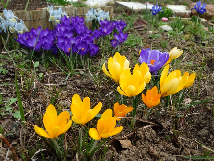 spectacolul crocusilor