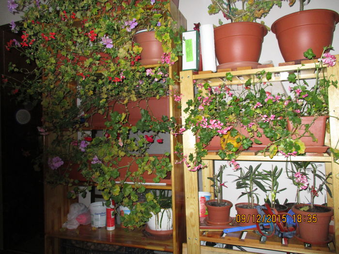 IMG_0052 - LEANDRII MEI IN 2016