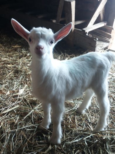 20160303_170129 - tineret